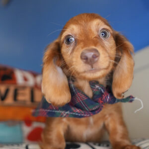 Spirit Miniature Dachshund 01