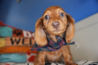 Spirit Miniature Dachshund 01