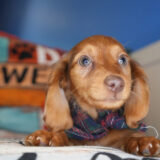 Spirit Miniature Dachshund 02