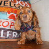 Spirit Miniature Dachshund 03