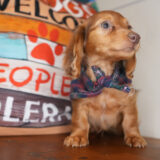 Spirit Miniature Dachshund 04