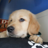 Viserys Golden Retriever 02