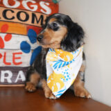 Barley Miniature Dachshund 03