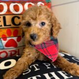 Batali Miniature Poodle 01