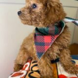 Batali Miniature Poodle 03