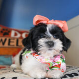 Bounty Morkie 01