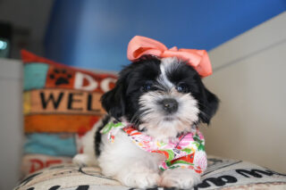 Bounty Morkie 01