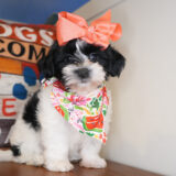 Bounty Morkie 02