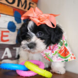 Bounty Morkie 03