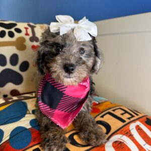 Cardi - Miniature Poodle 01