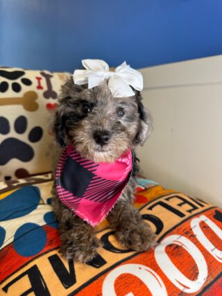 Cardi - Miniature Poodle 01