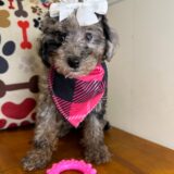 Cardi - Miniature Poodle 02