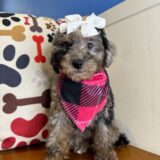 Cardi - Miniature Poodle 03