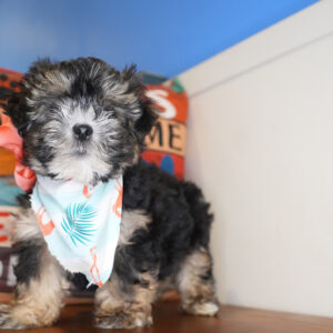 Celestite Morkie 01