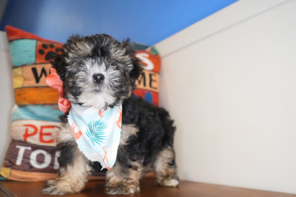 Celestite Morkie 01