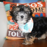 Celestite Morkie 04