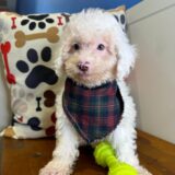 Coven - Miniature Poodle 01