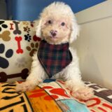 Coven - Miniature Poodle 02