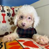 Coven - Miniature Poodle 03