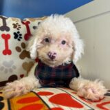 Coven - Miniature Poodle 04