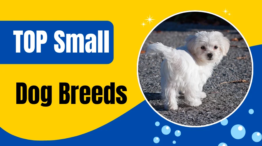 Top 10 Small Dog Breeds and Why They Make Perfect Companions