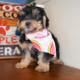 Harvest Yorkiepoo 03