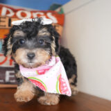 Harvest Yorkiepoo 04