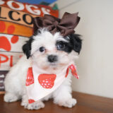 Hearth Morkie 02