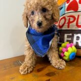 Masaharu Miniature Poodle 01