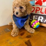 Masaharu Miniature Poodle 02