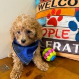 Masaharu Miniature Poodle 03