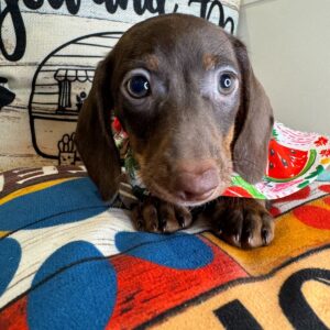 Polly Miniature Dachshund 01