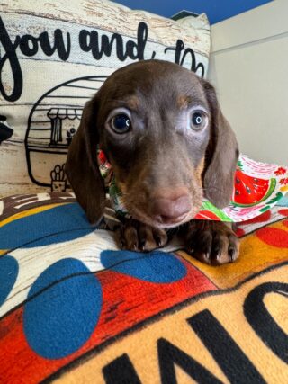 Polly Miniature Dachshund 01