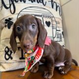 Polly Miniature Dachshund 03