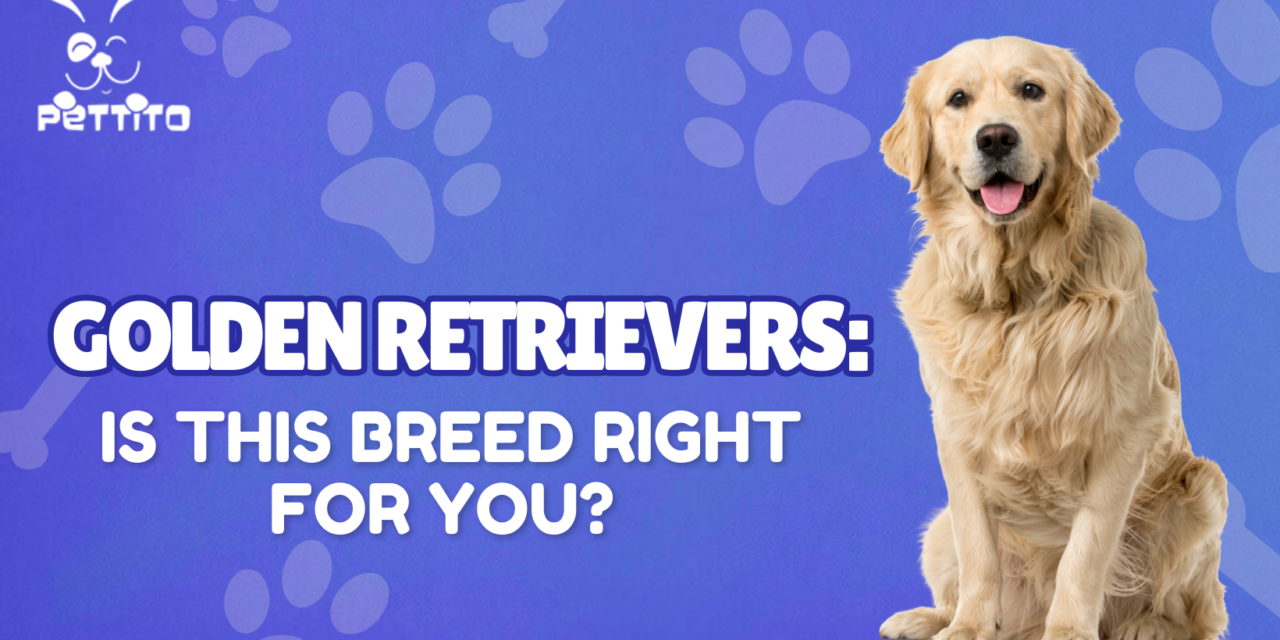 Golden Retrievers: Is This Breed Right for You?