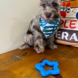 Rene Miniature Schnauzer 03