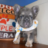 Sanderson French Bulldog 02