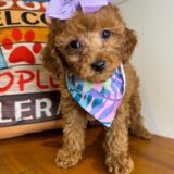 Sunny Miniature Poodle 01