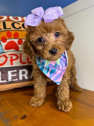 Sunny Miniature Poodle 01