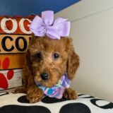 Sunny Miniature Poodle 02