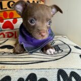 Vikas Chihuahua 03