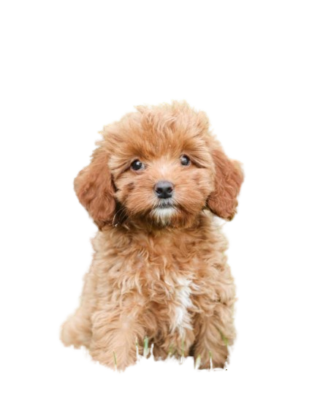 Cockapoo