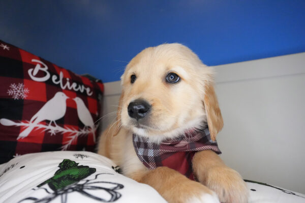 Bahari Golden Retriever 01