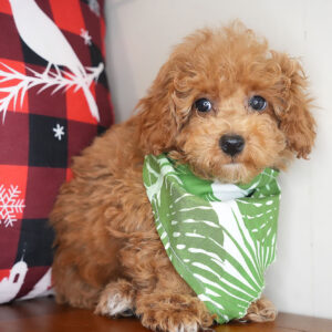 Benjamin Miniature Poodle 01