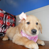 Chacha Golden Retriever 03