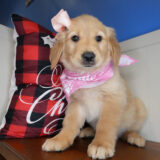 Chacha Golden Retriever 04