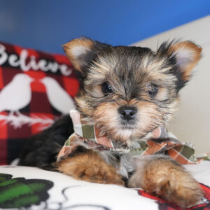 Charming Morkie 01