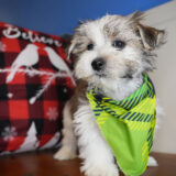 Clark Morkie 01