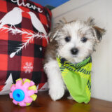 Clark Morkie 02