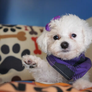 Cupid Miniature Poodle 01